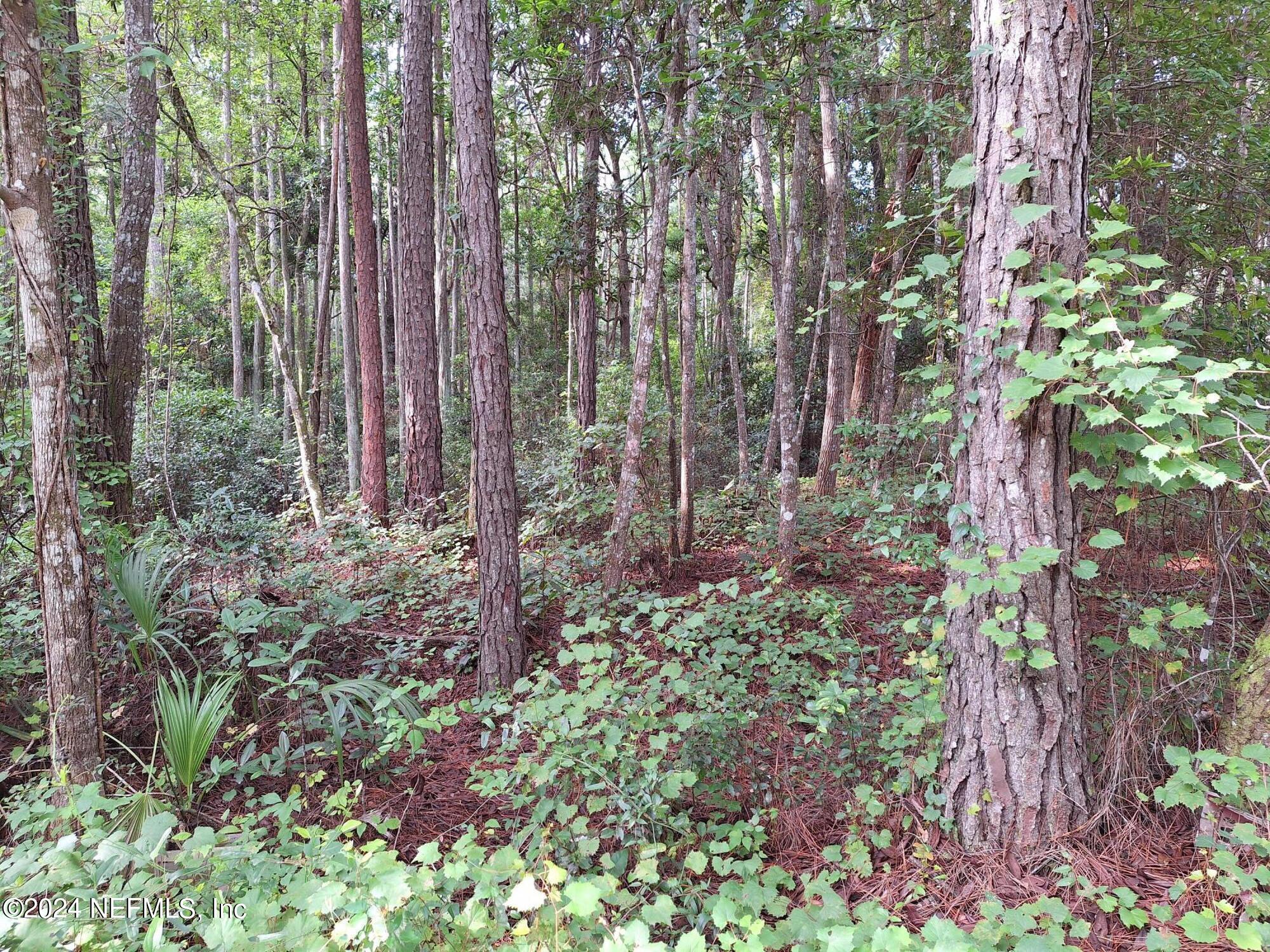 a view of forest