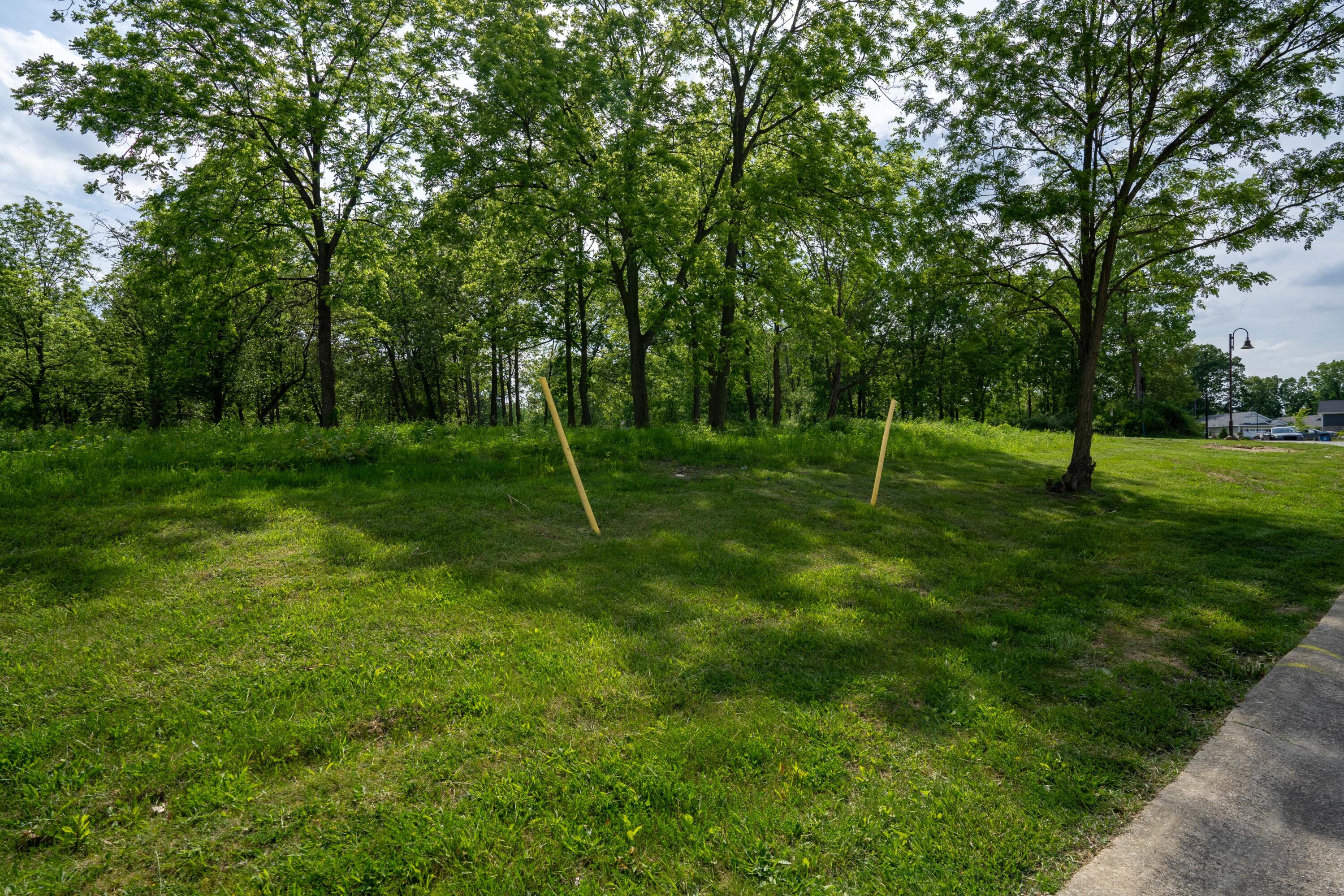 a view of a tree in a field