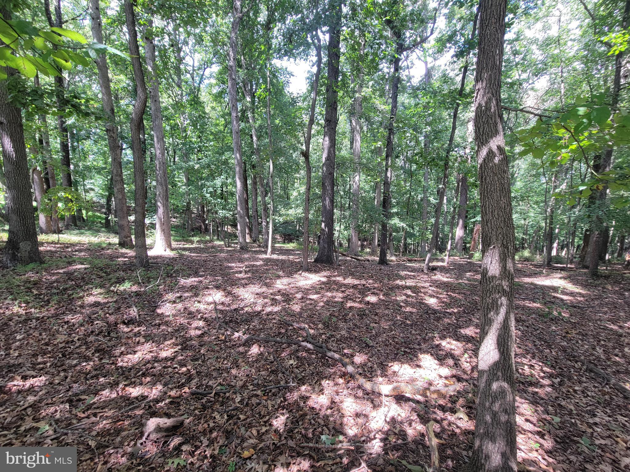 a view of outdoor space and tree