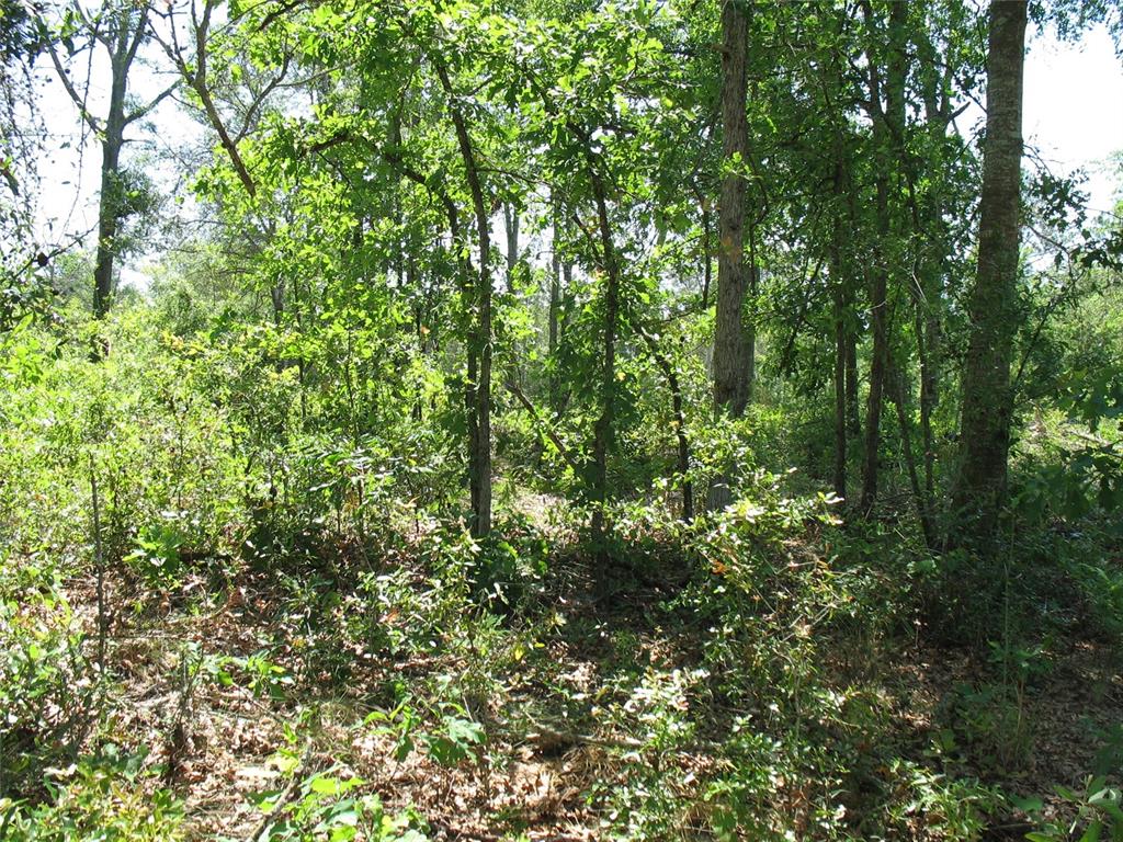 a view of a lush green forest