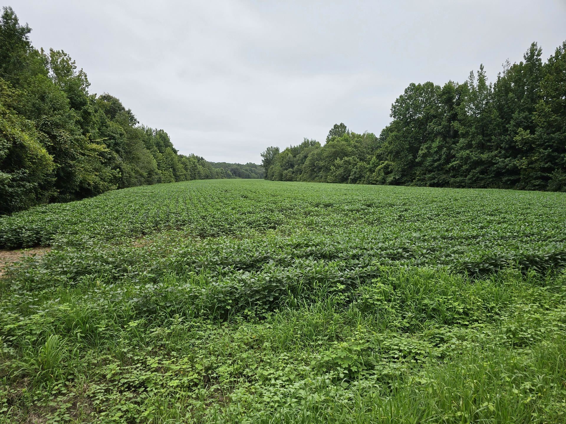 a view of field with green space