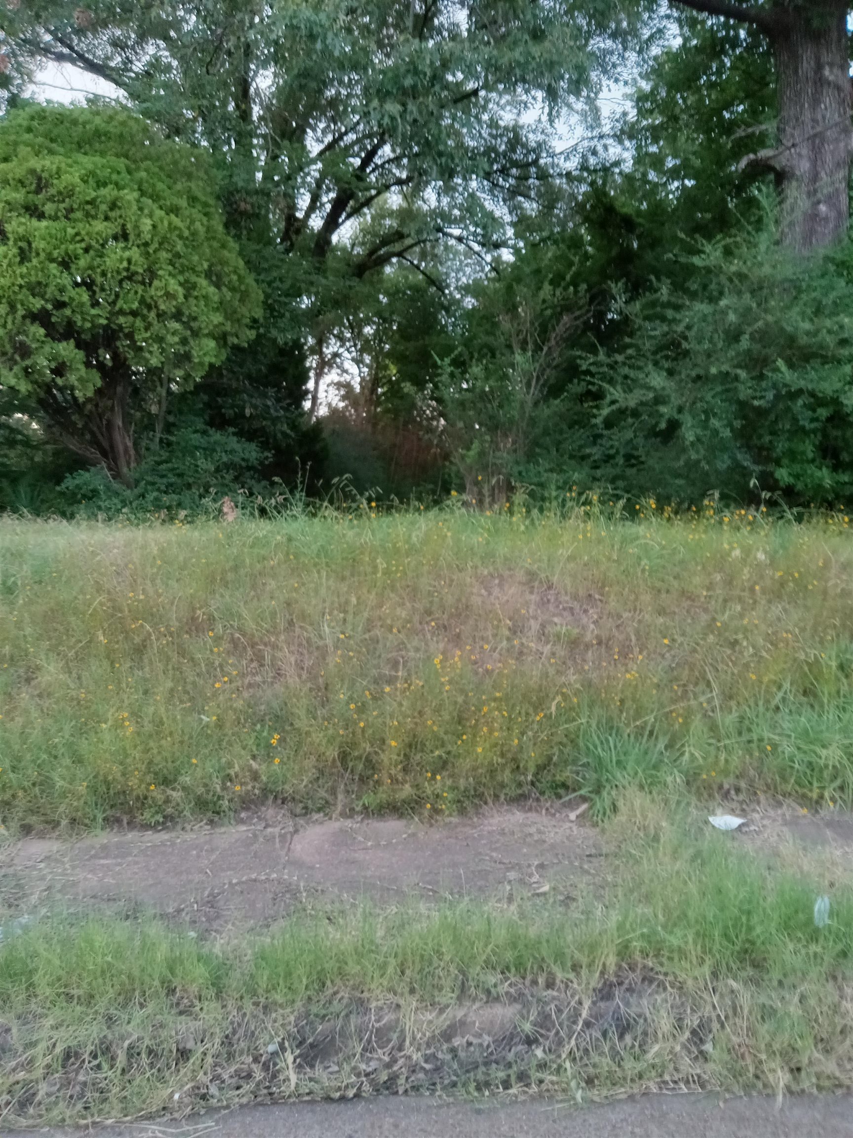 a view of outdoor space and yard