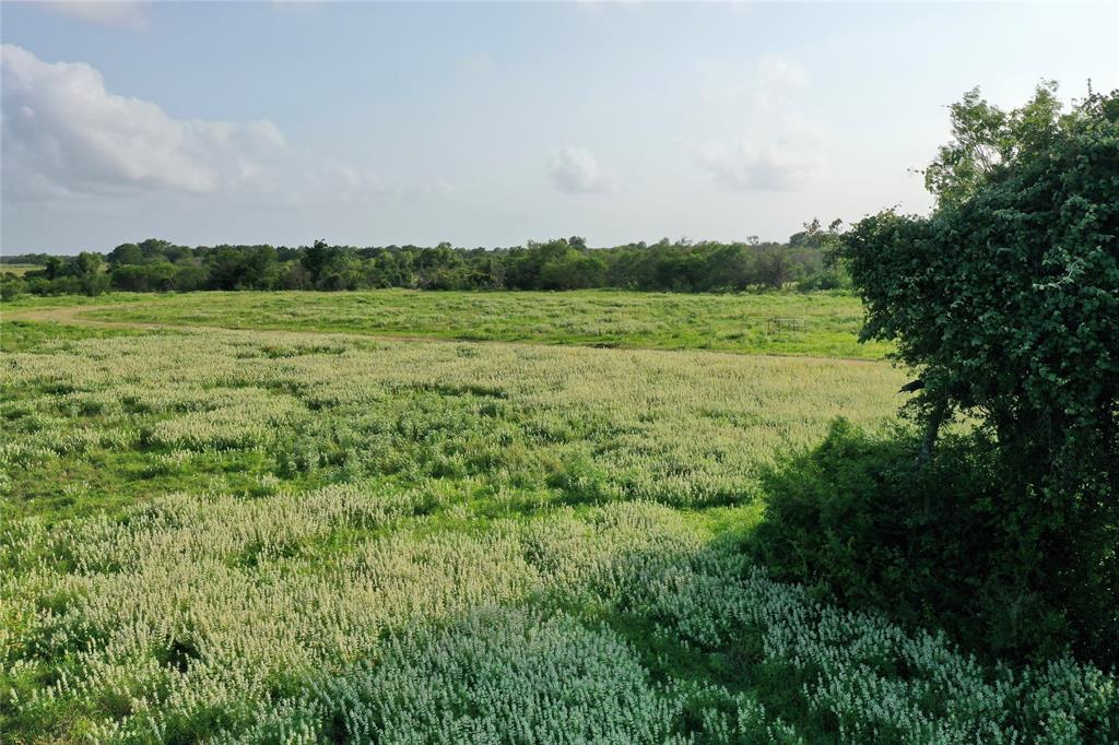 a view of a field with a tree in the background