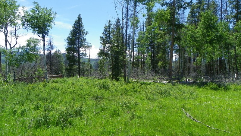 a view of backyard with green space