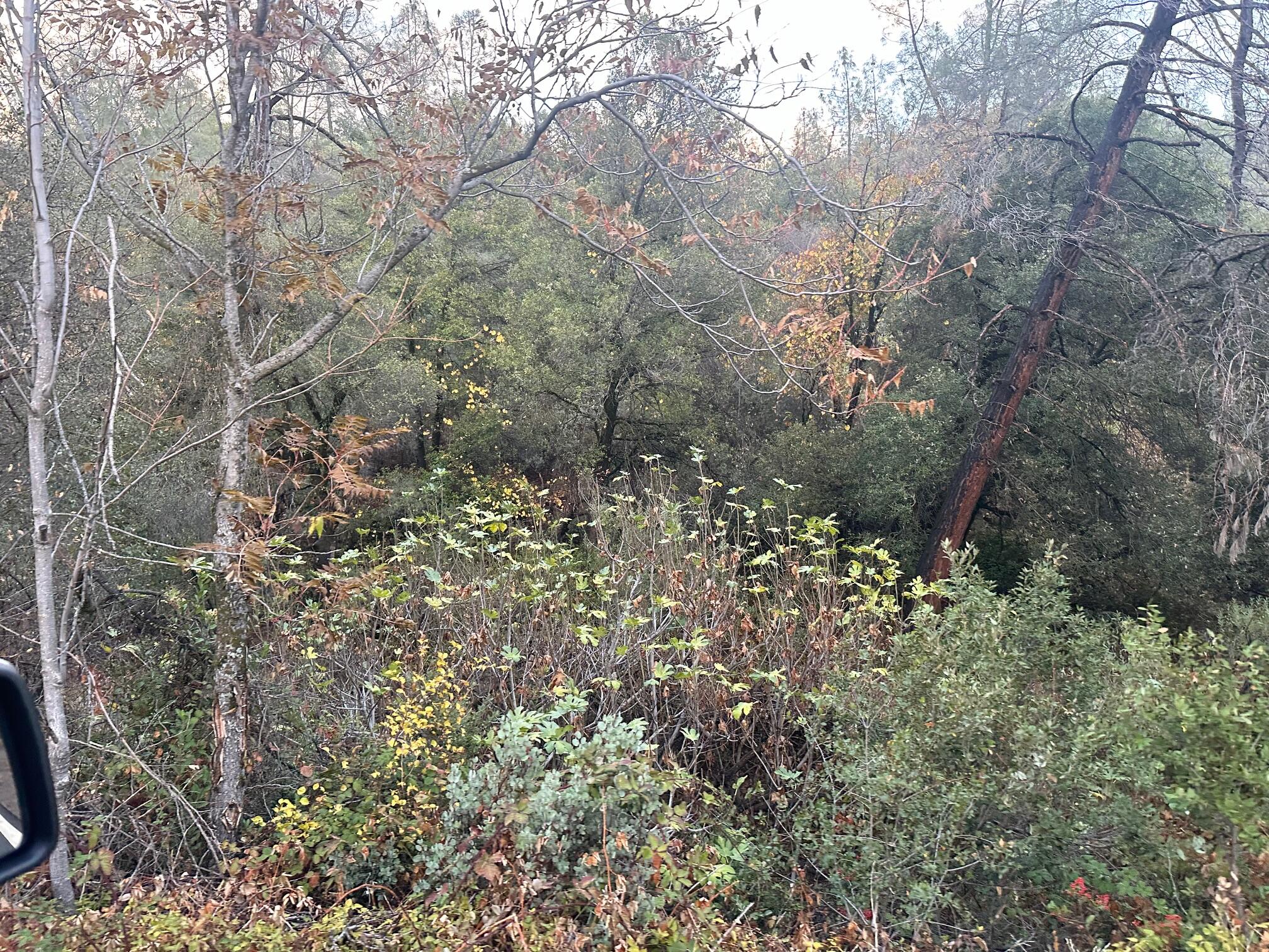 a view of a yard with a tree