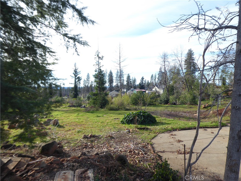 a view of a park with large trees