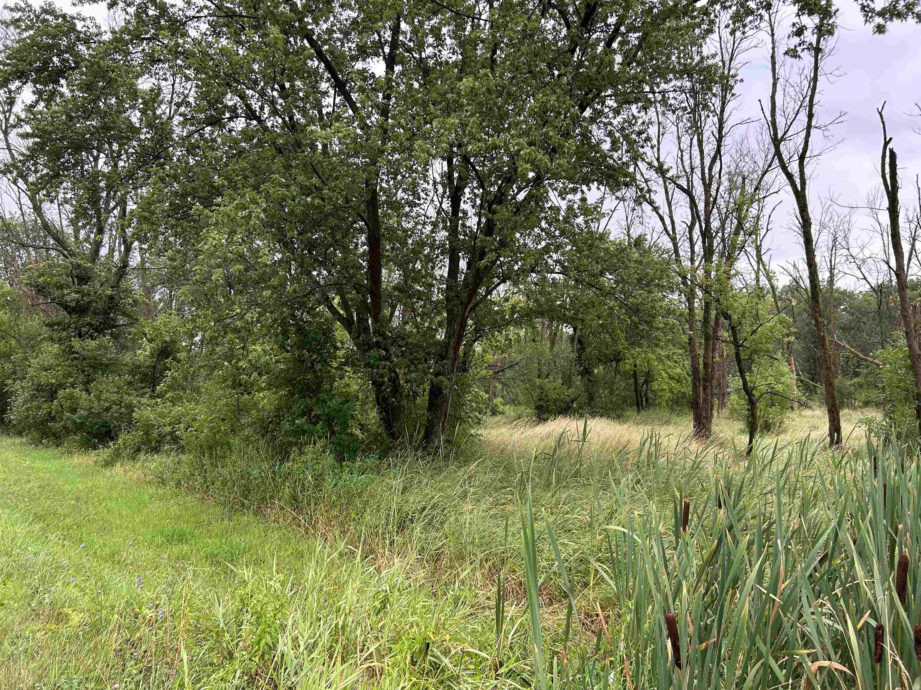 a view of a lush green forest