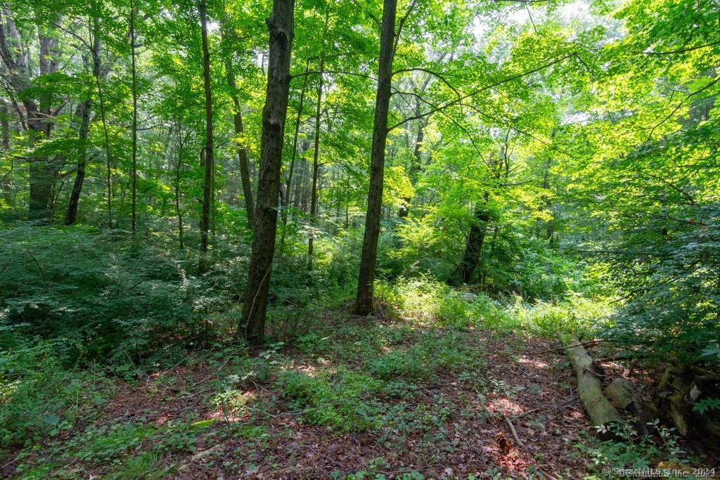 a view of a lush green forest