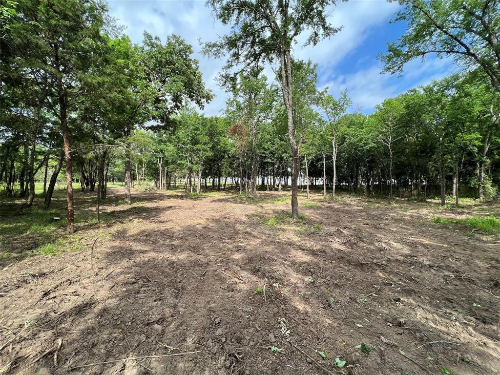 a ground with lots of trees