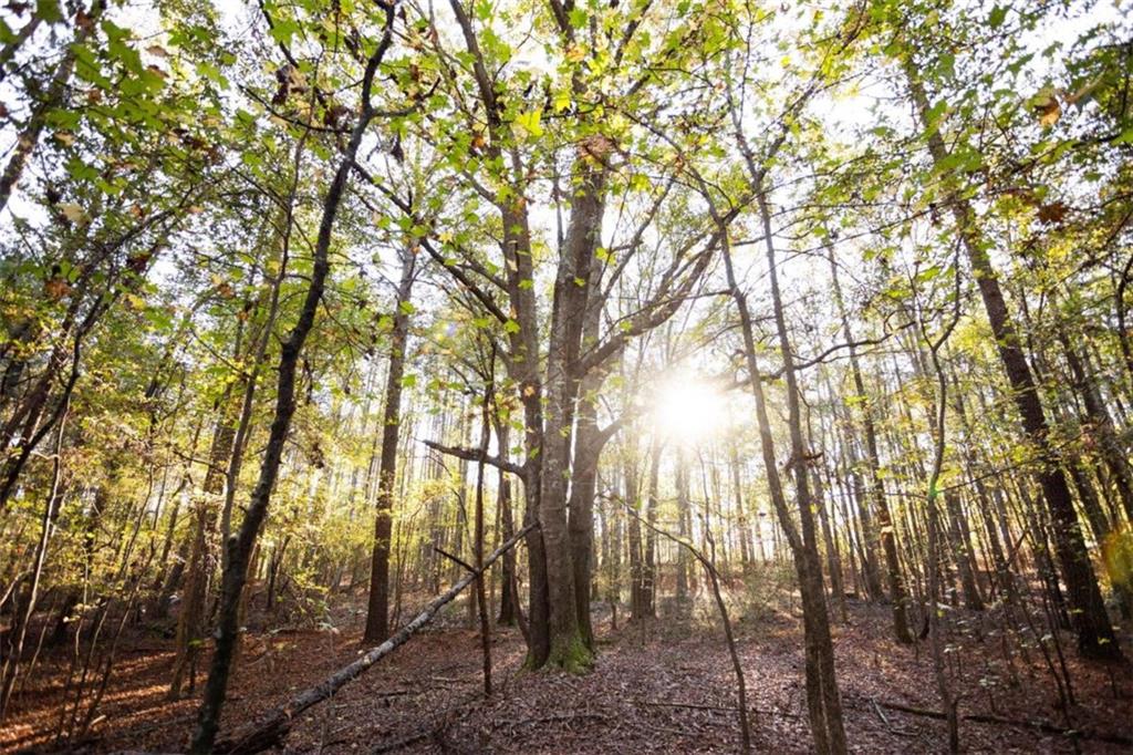 a view of forest