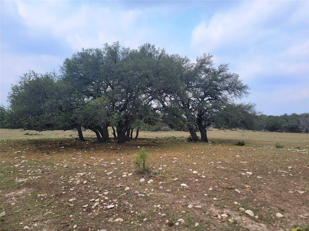 a view of a tree in a field