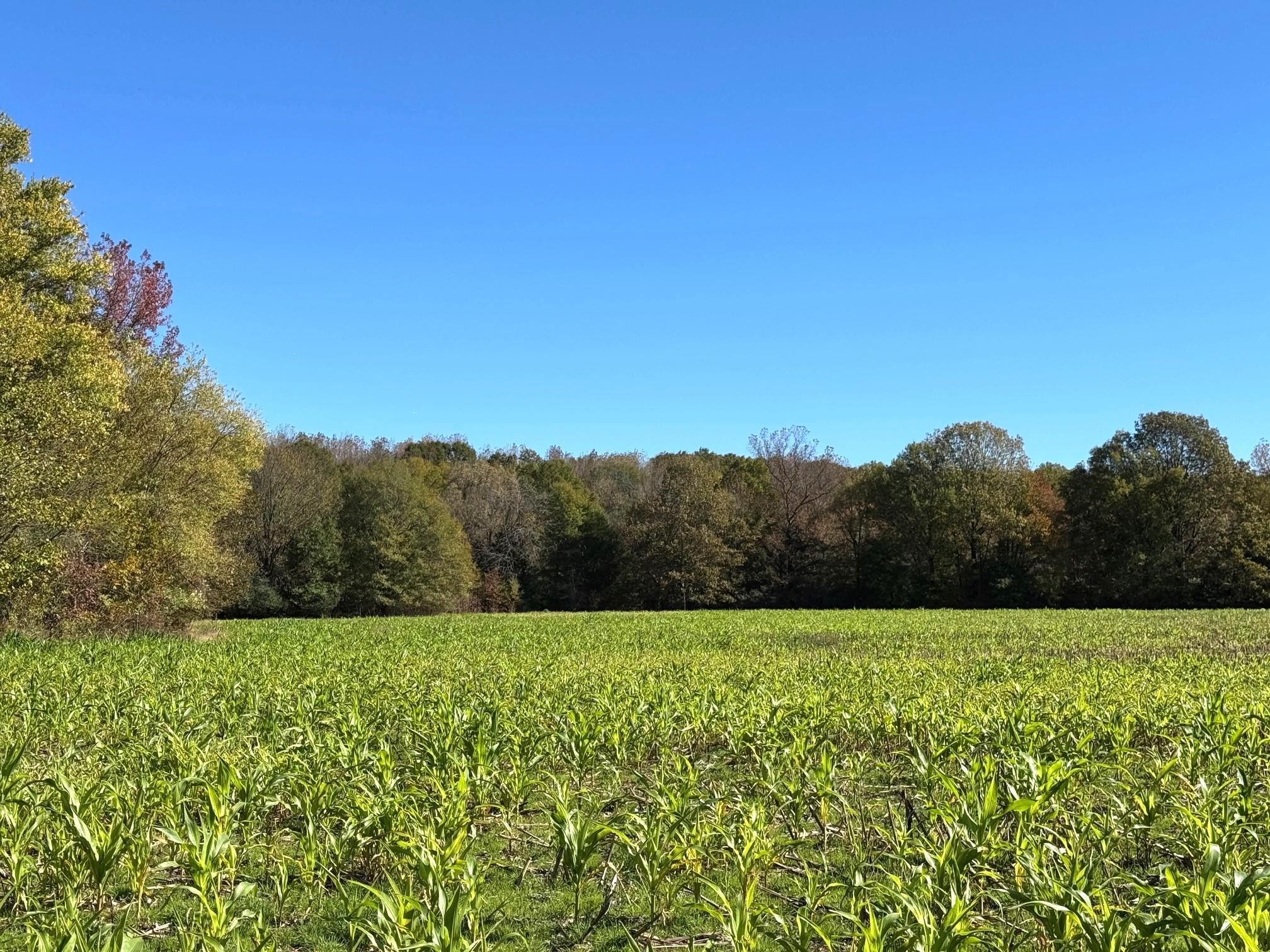 a view of a field with a yard