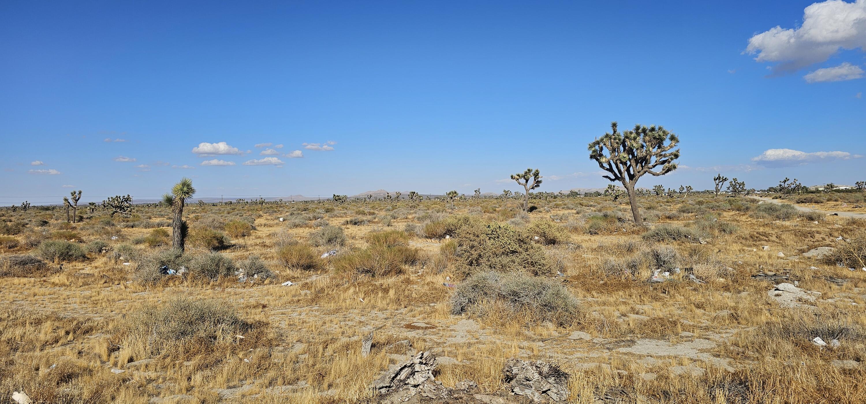 a view of a dry yard