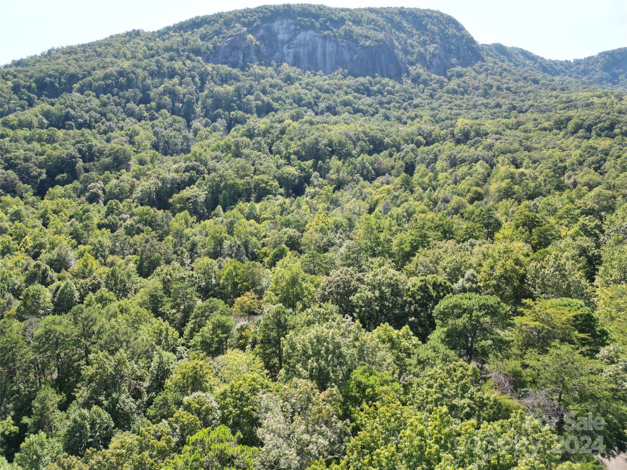 a view of a lush green forest with trees and some houses