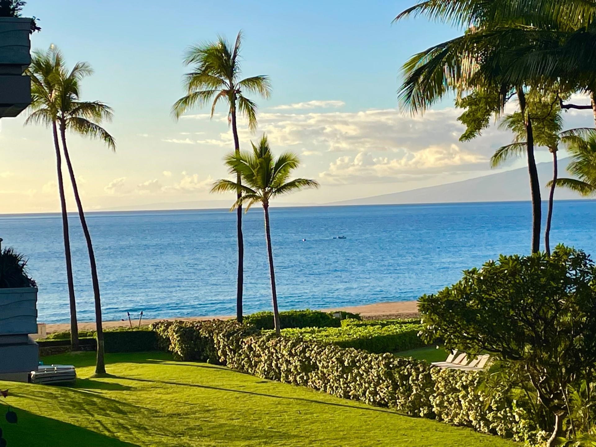 a view of a palm tree next to a yard