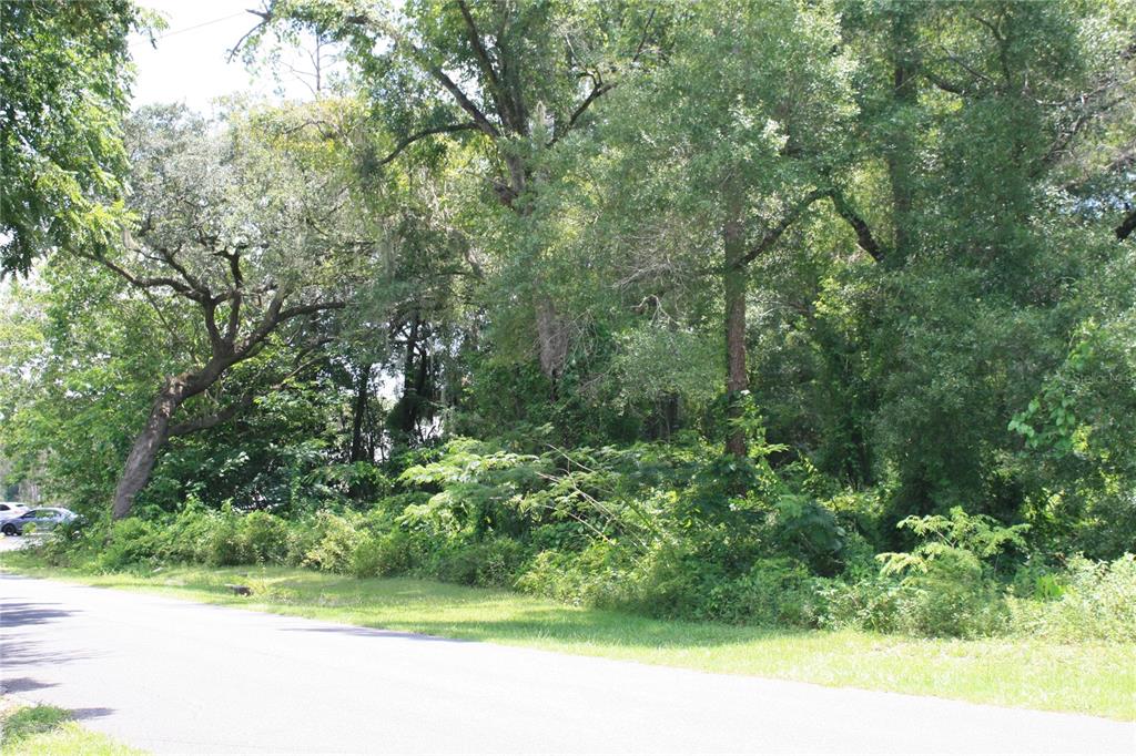 a view of a yard with plants and large trees