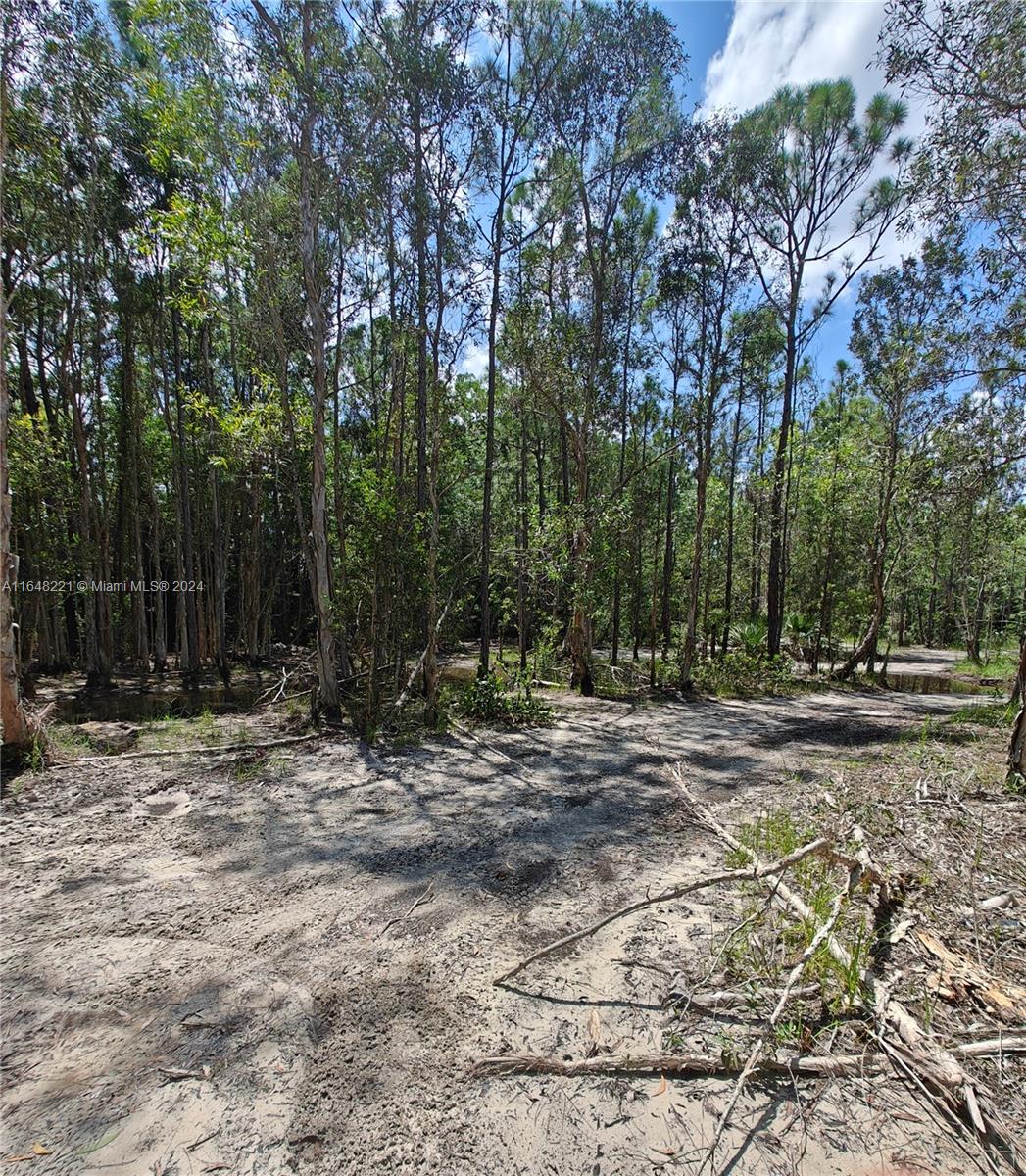 a view of a yard with a tree