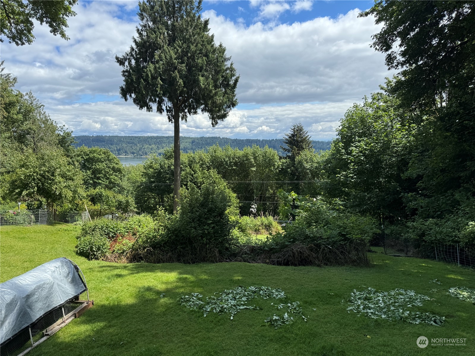 a view of a garden with a tree