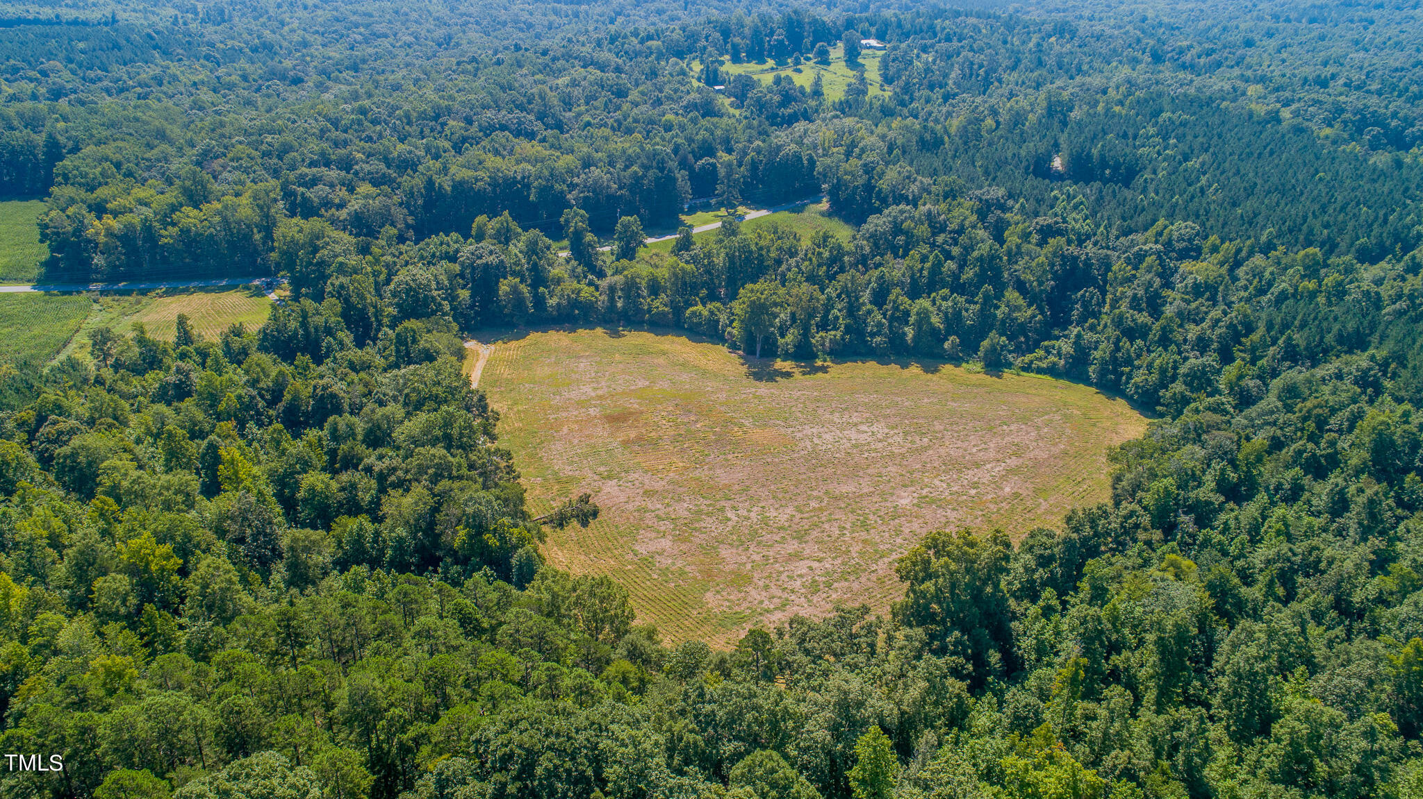 a view of a yard in a forest