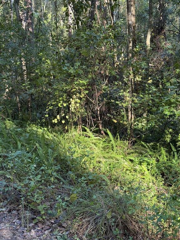 a view of a lush green forest