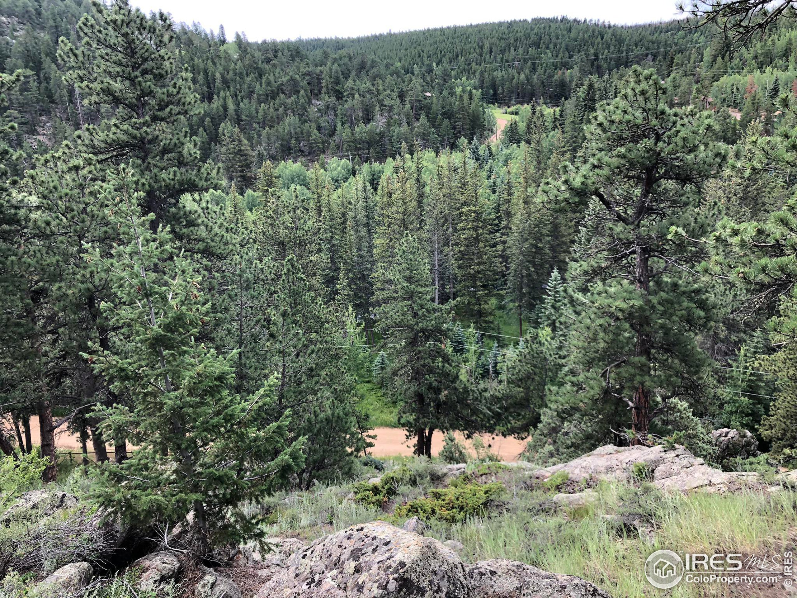 a view of a forest with a tree