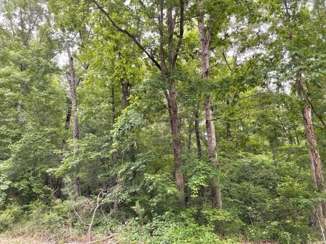 a view of a forest with lush green forest