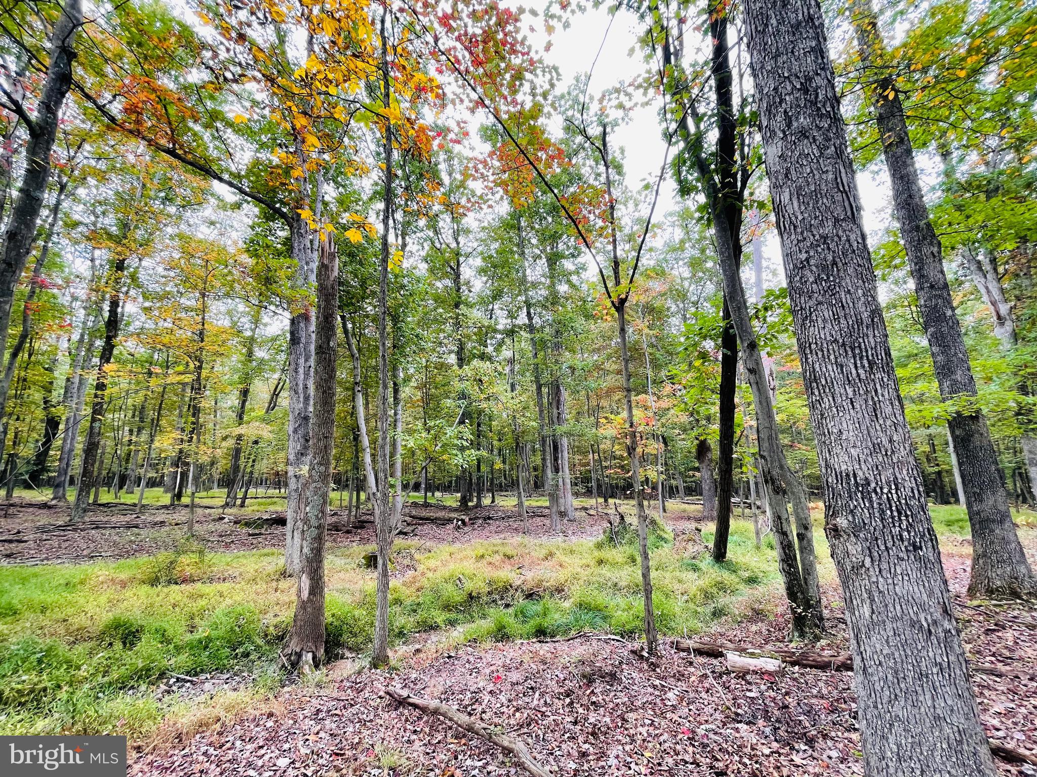 a view of outdoor space with trees