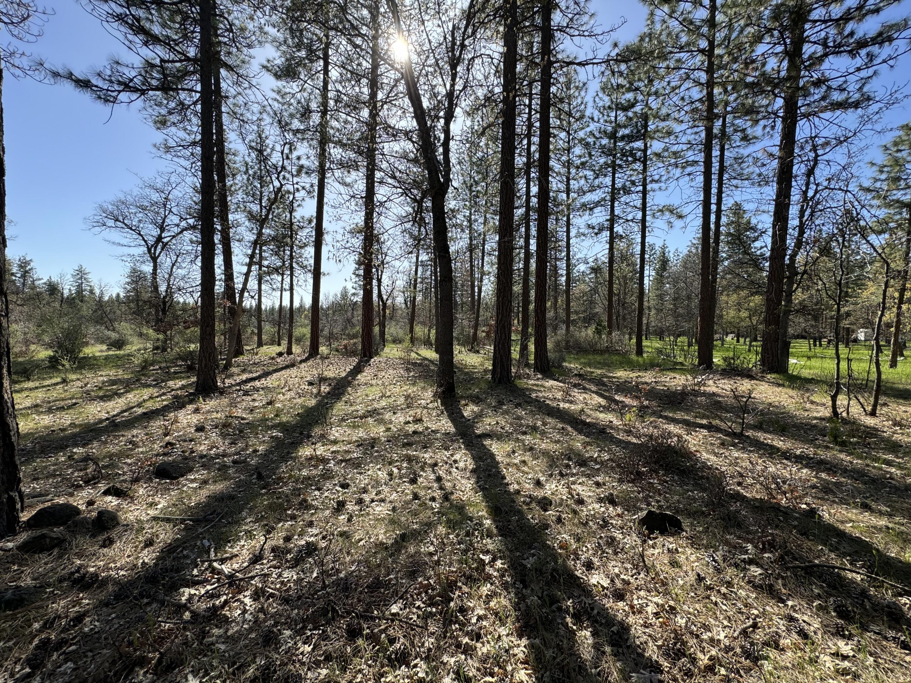 a view of outdoor space with trees