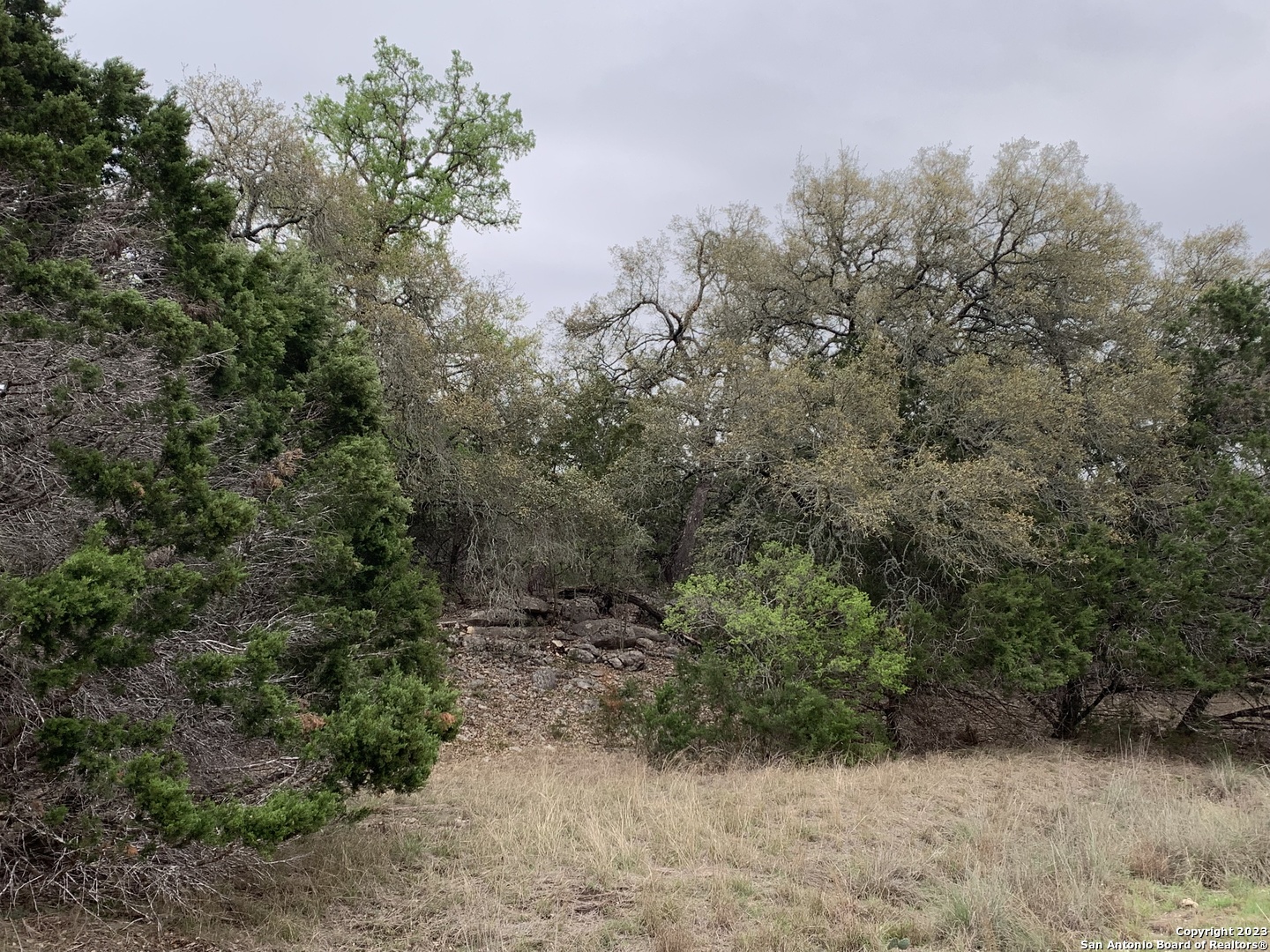 a view of a forest with trees in the background