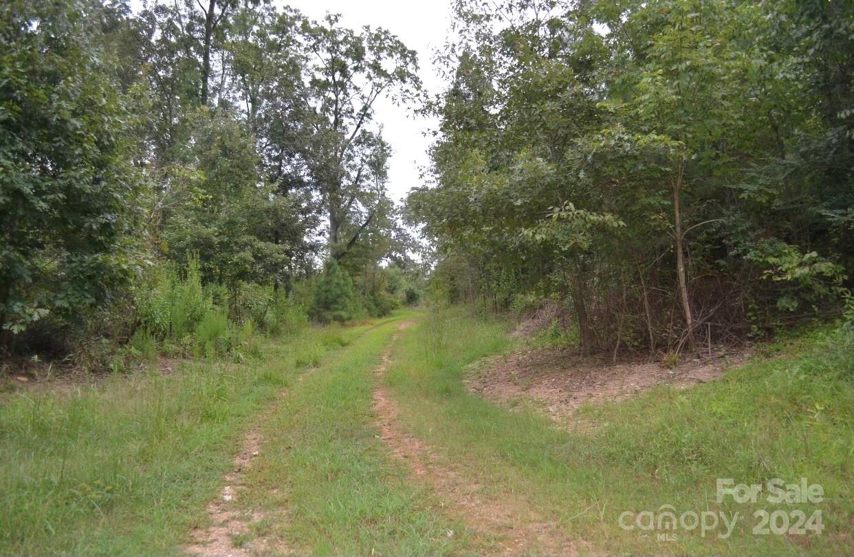 a view of a forest with a tree