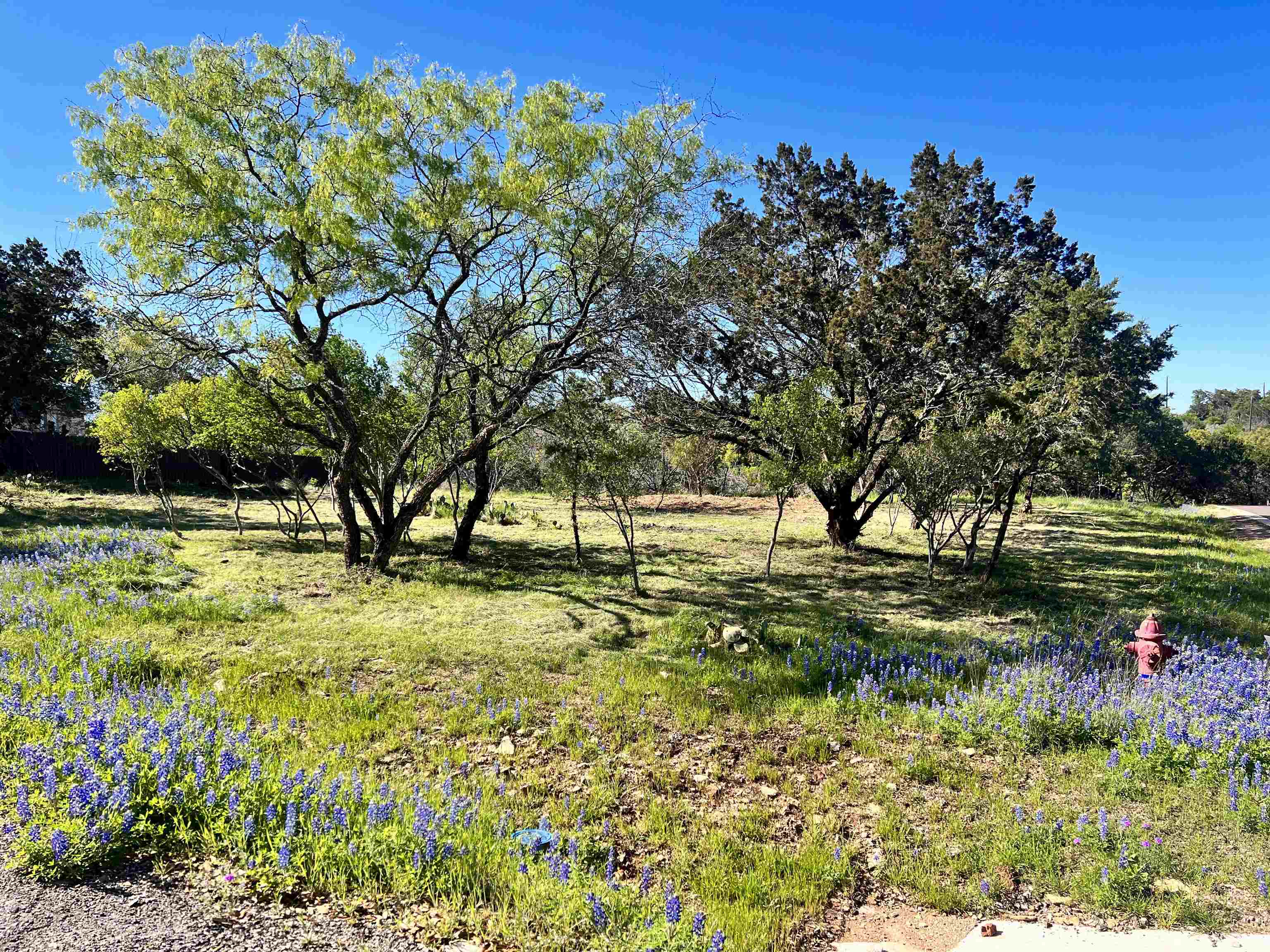 a view of yard with tree