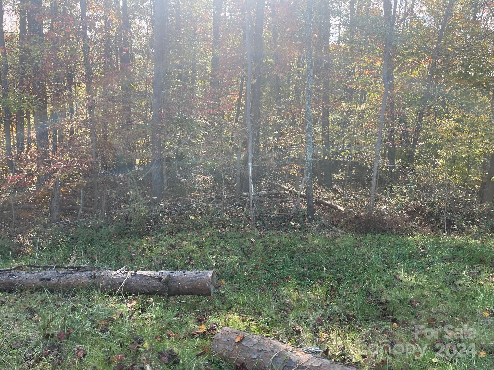 a view of a yard with trees and bushes