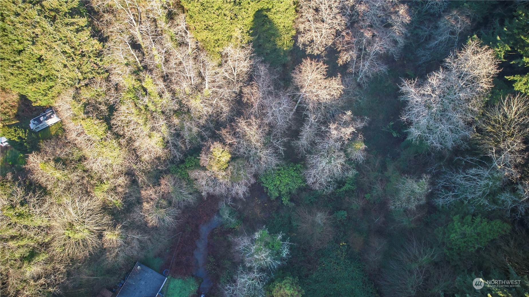 a view of a tree in a yard