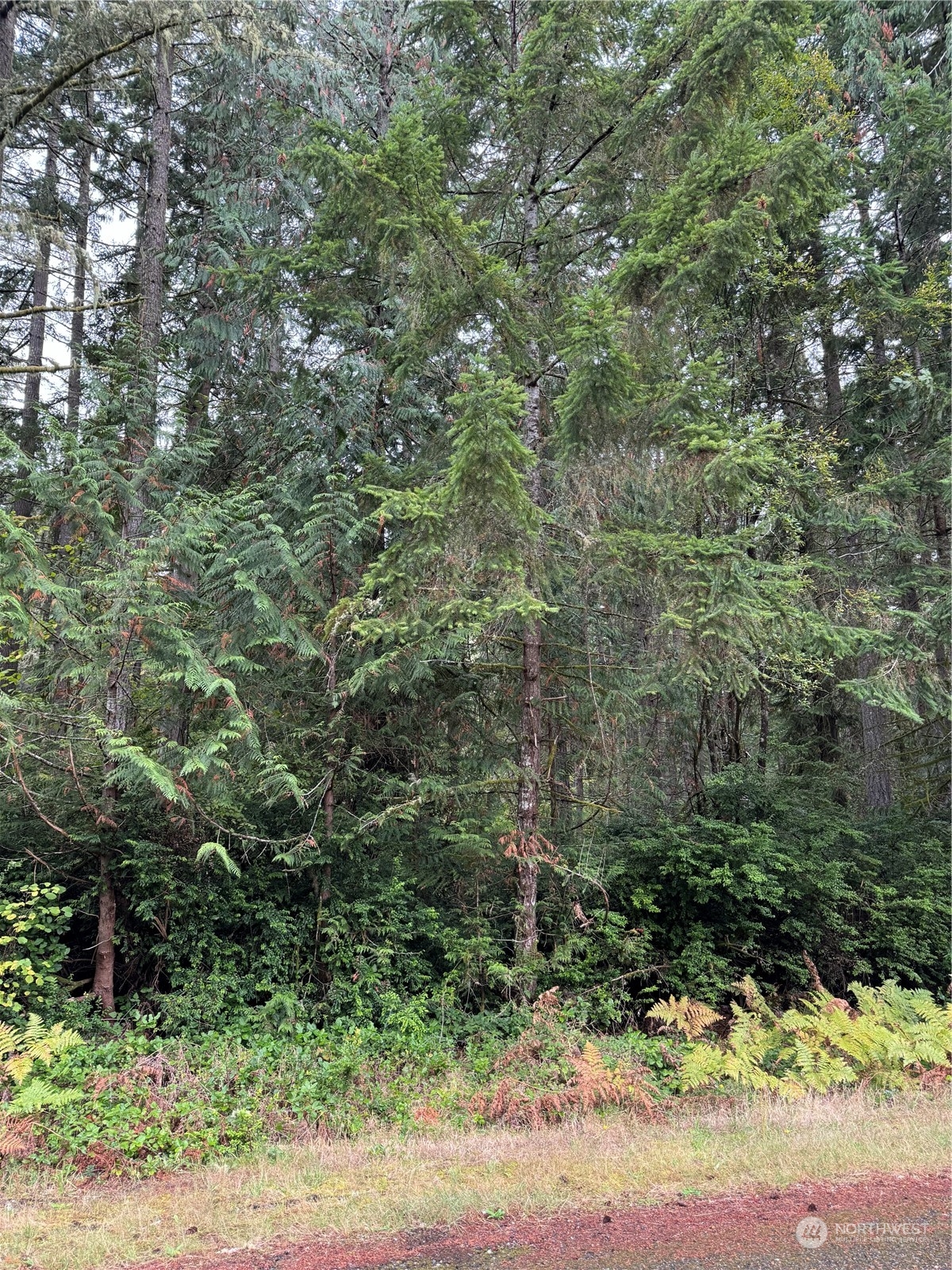 a view of a forest with a tree