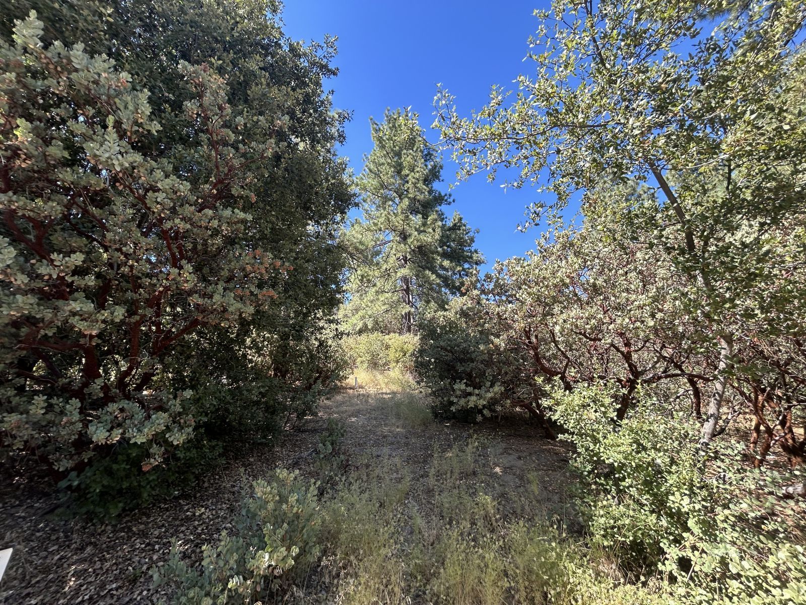 a view of a tree in a yard