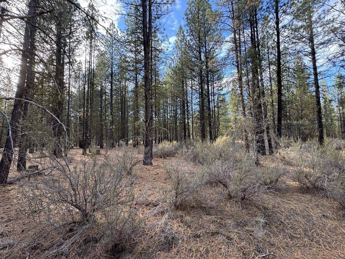 a view of a forest with trees in the background