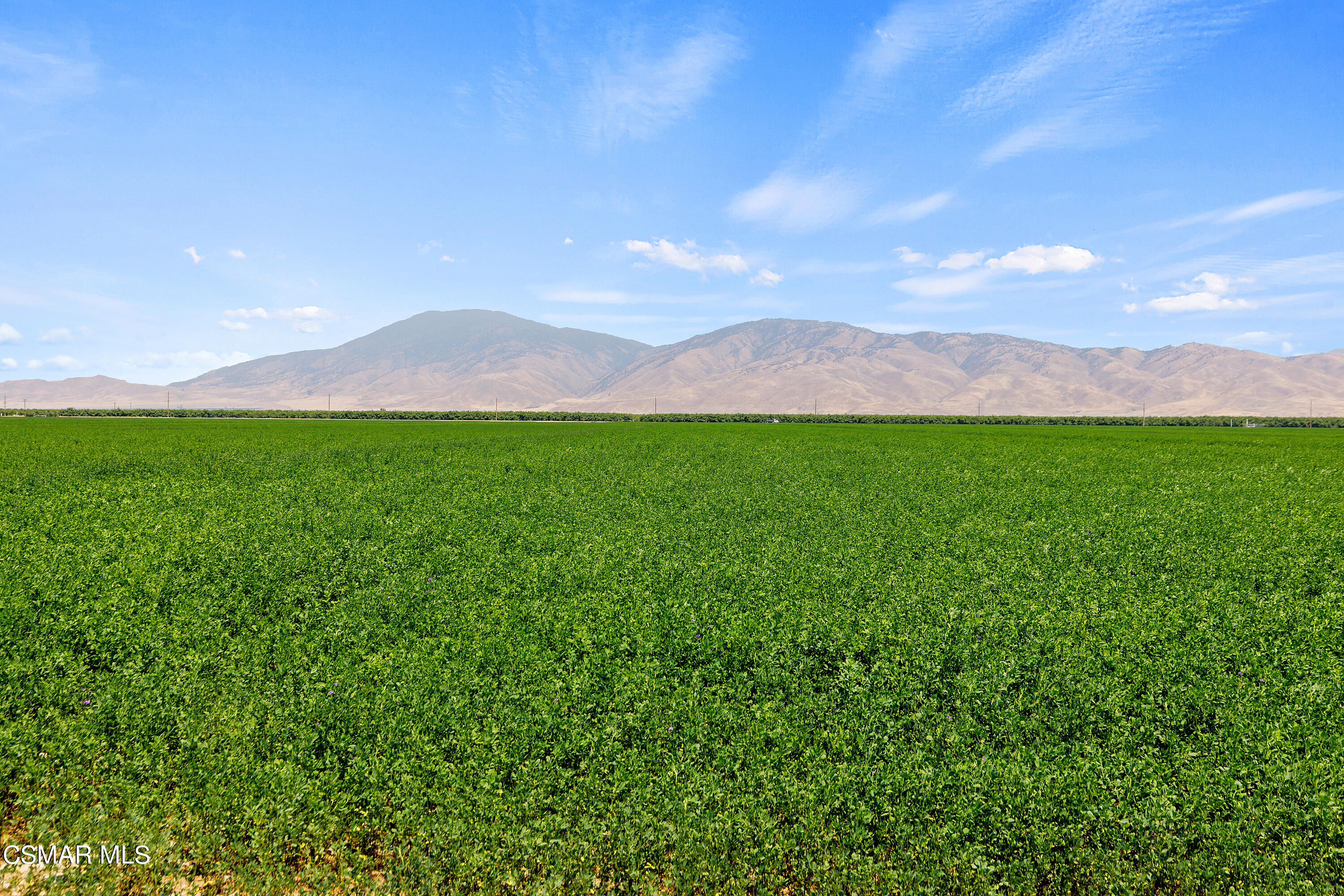 a view of a lush green outdoor space with a mountain in the background