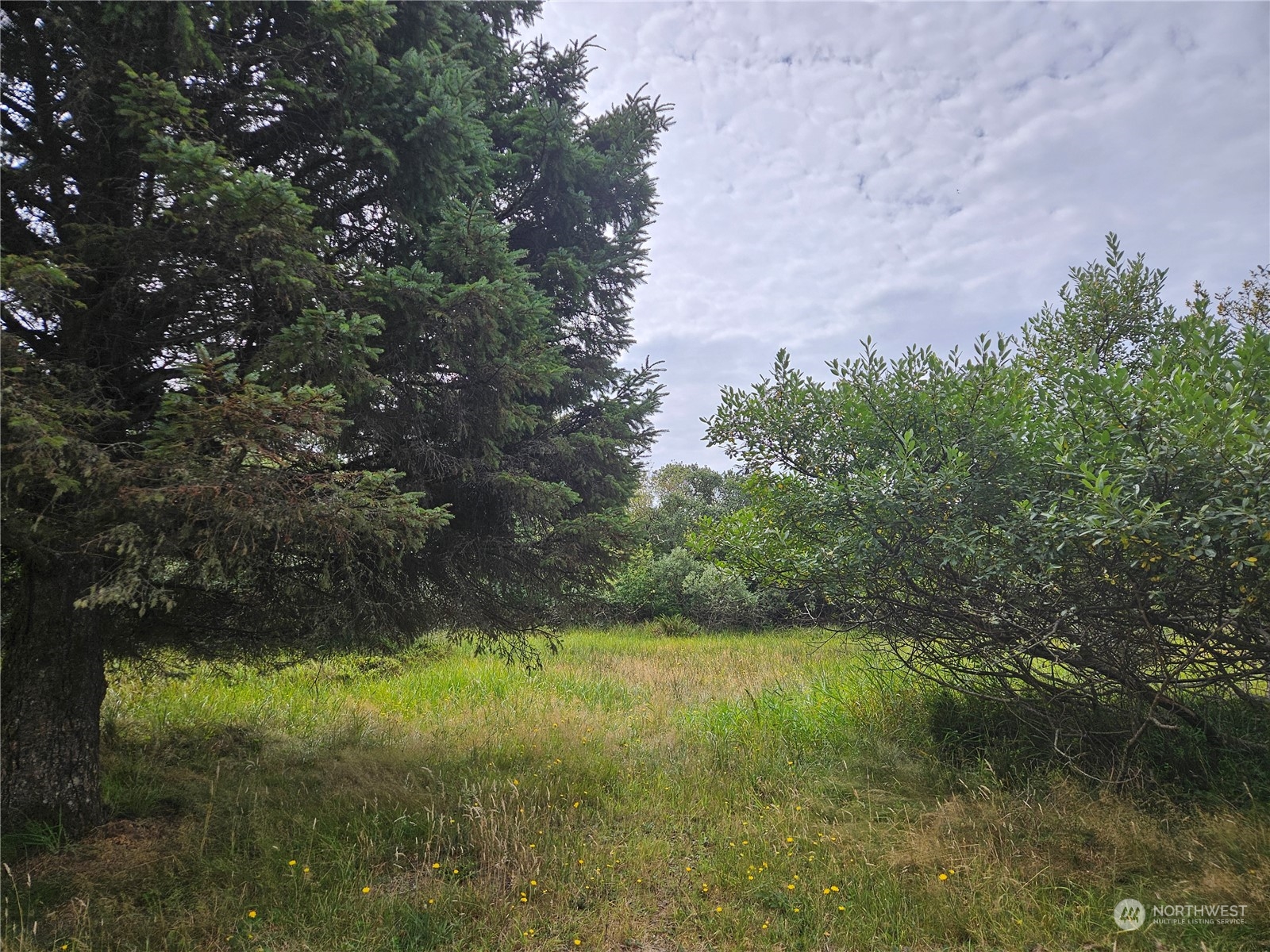 a view of a lake from a yard