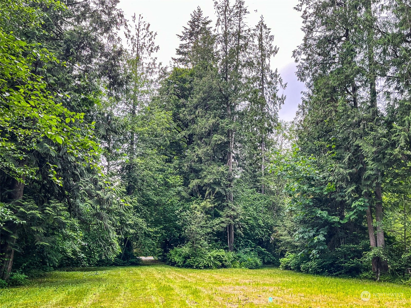 a view of a swimming pool and trees in the background