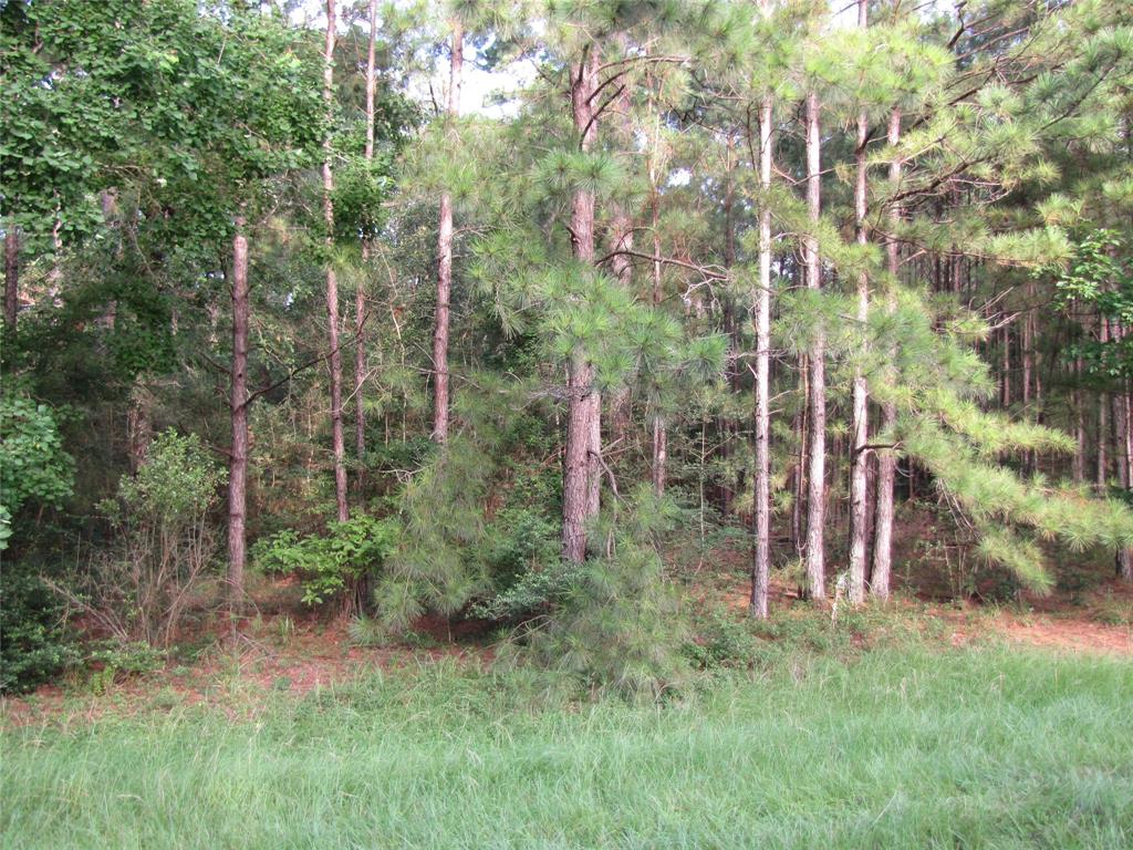 a view of a yard with large trees