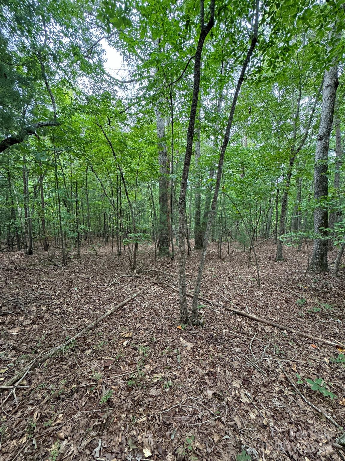 a view of a forest filled with trees