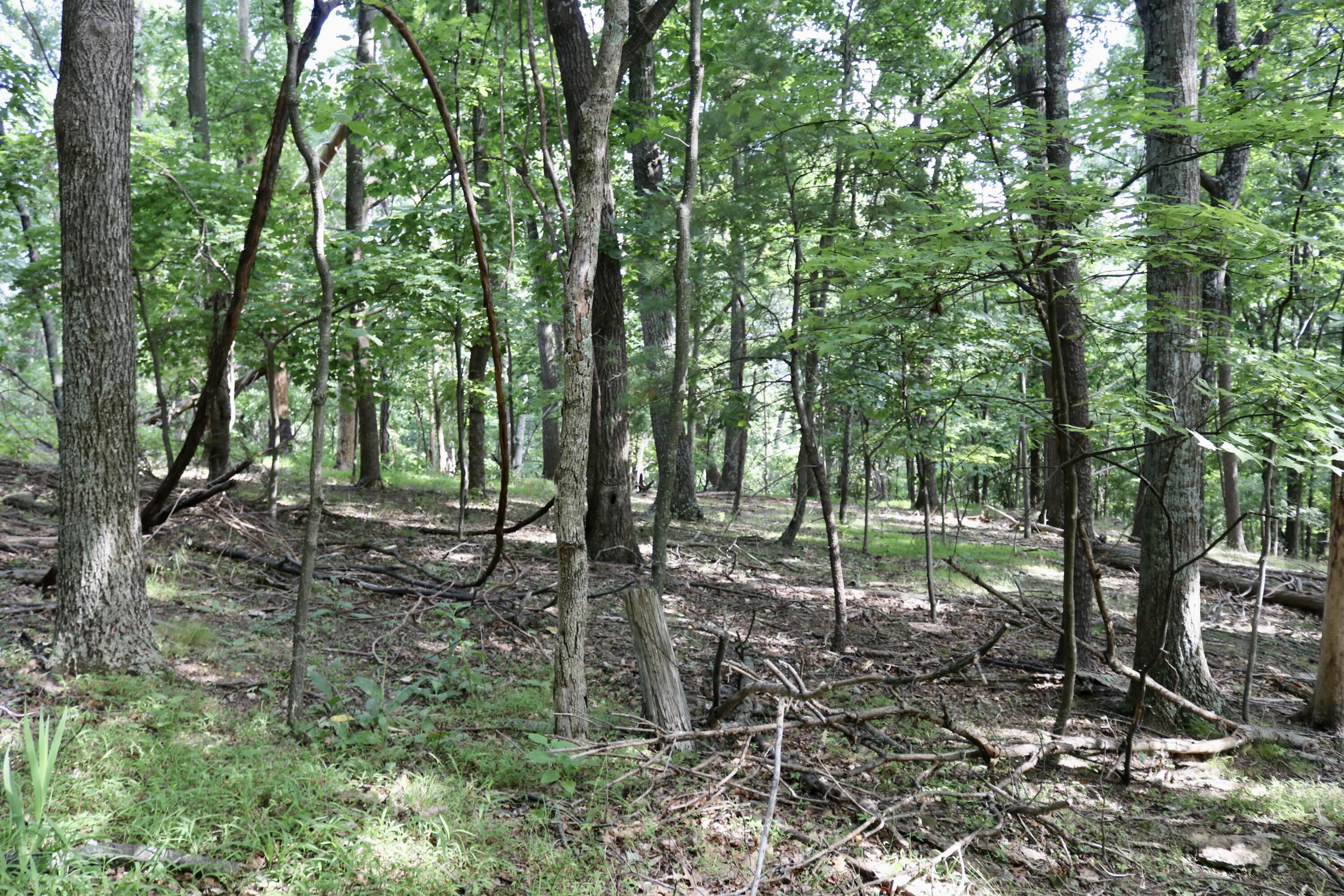 a view of outdoor space and green space