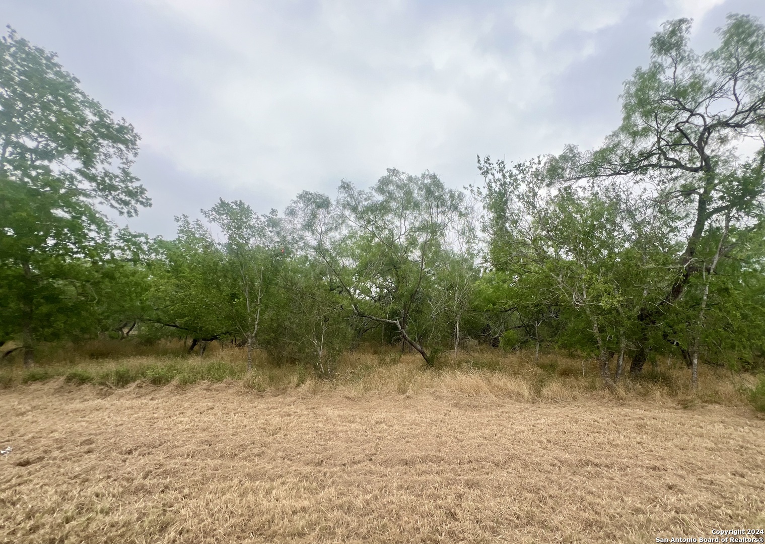 a view of a forest with trees in the background