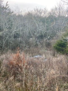 a view of a dry yard in a forest