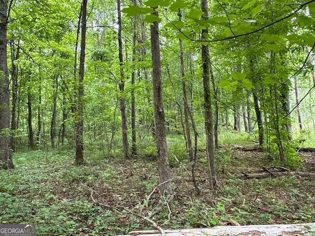 a lush green forest with lots of trees