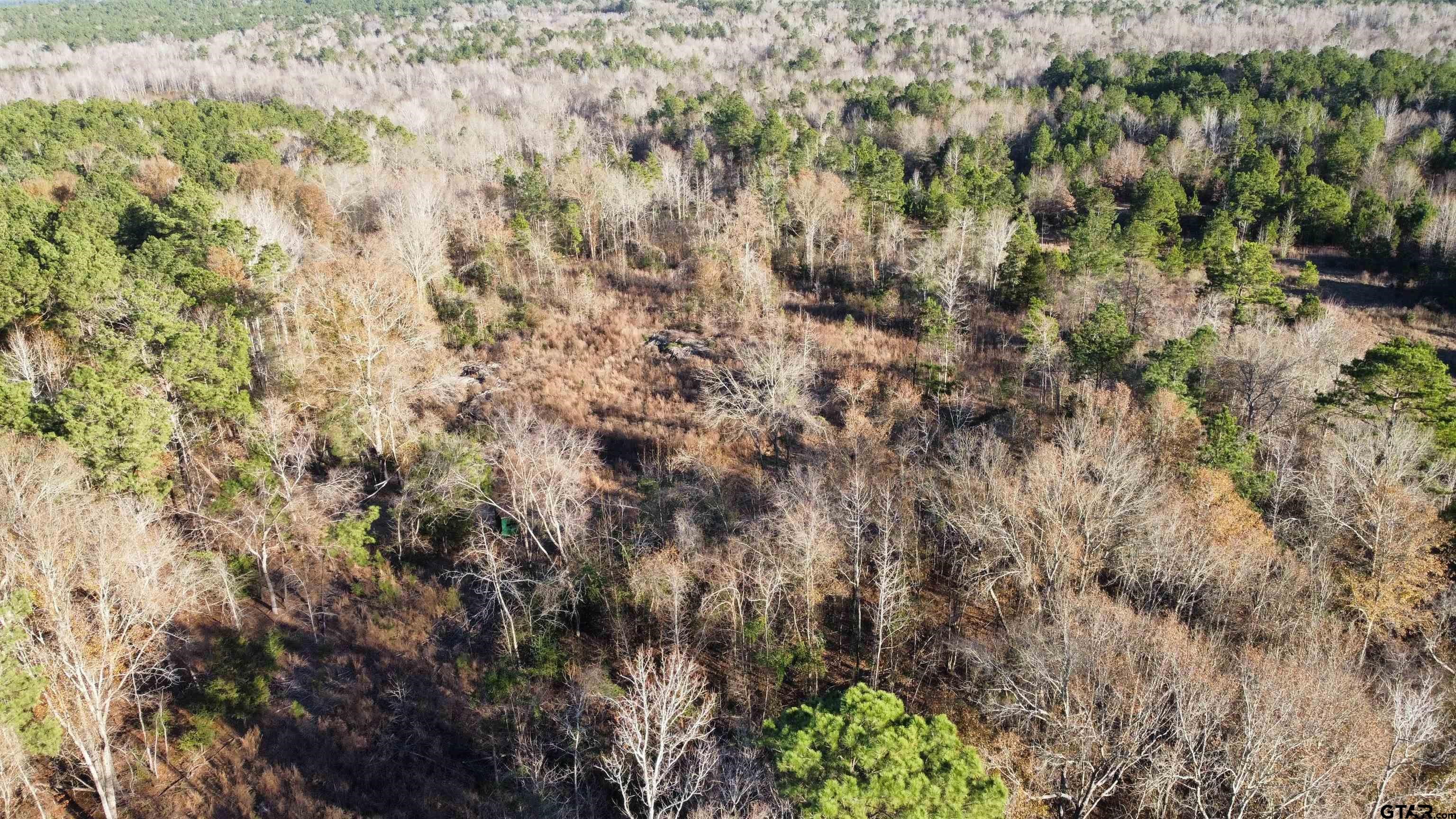 a view of a forest with a tree