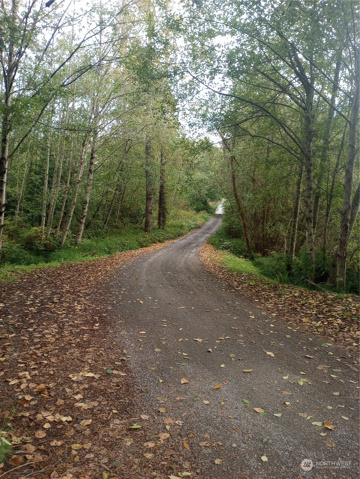 a view of a yard with large trees