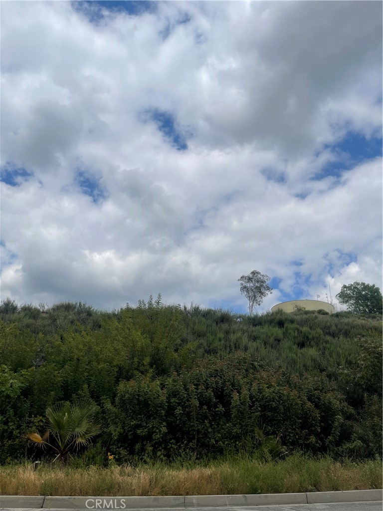 a view of a bunch of trees