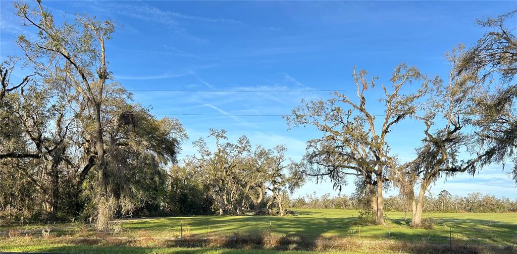 a view of a backyard with large trees