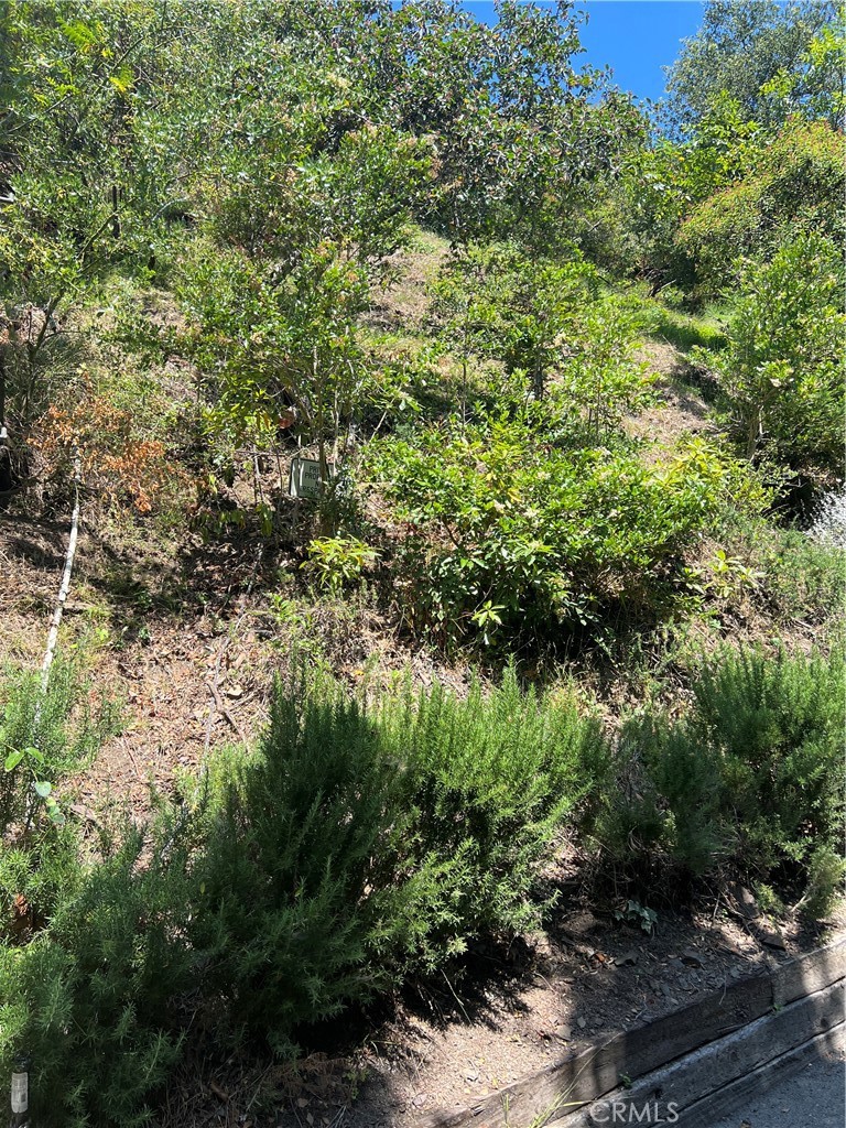 a view of a garden with a tree